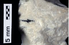 Foto (Detailansicht) von Cracensigillatus acutirostris (Moericke, 1889) (NHMW-GEO-1990-0041-0288a)